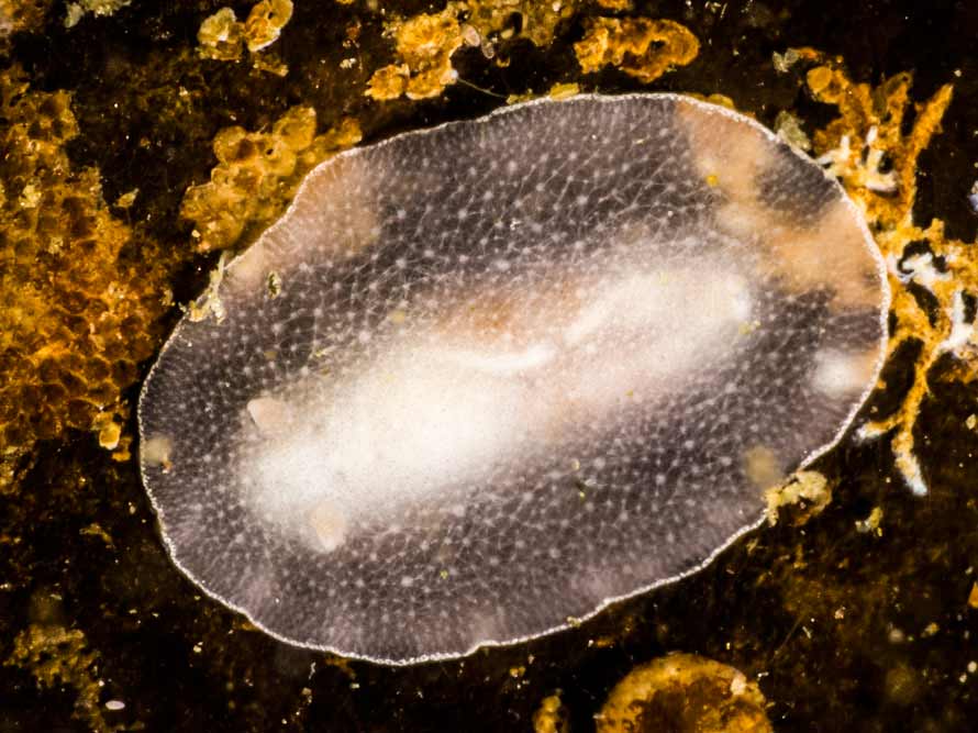 Caryophyllidia dorid sp. 6